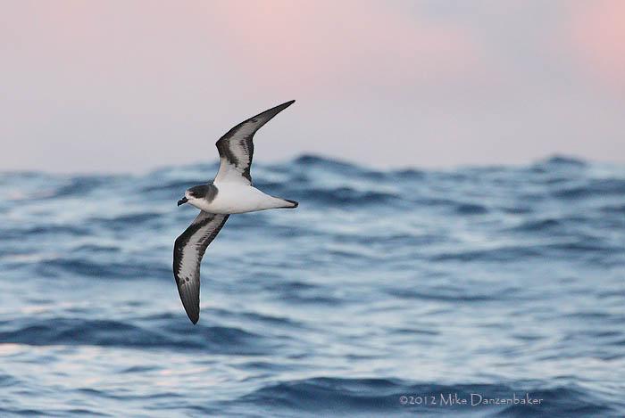 Bermuda Petrel (Pterodroma cahow) photo