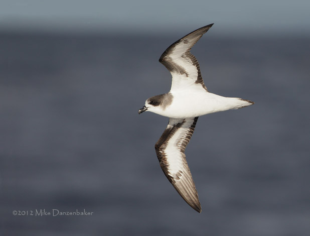 Bermuda Petrel (Pterodroma cahow) photo