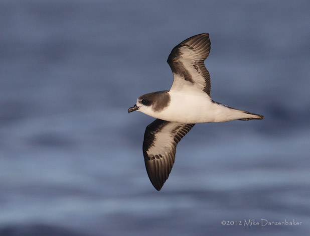 Bermuda Petrel (Pterodroma cahow) photo