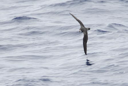 Bonin Petrel (Pterodroma hypoleuca) photo