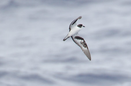 Bonin Petrel (Pterodroma hypoleuca) photo