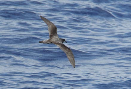 Bonin Petrel (Pterodroma hypoleuca) photo