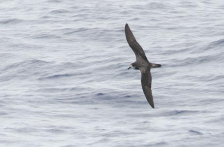 Bonin Petrel (Pterodroma hypoleuca) photo