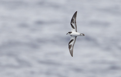 Bonin Petrel (Pterodroma hypoleuca) photo