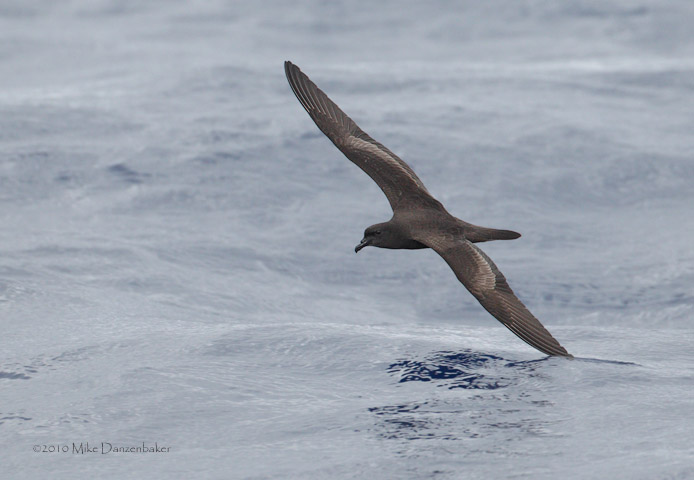 Bulwer's Petrel (Bulweria bulweria) photo