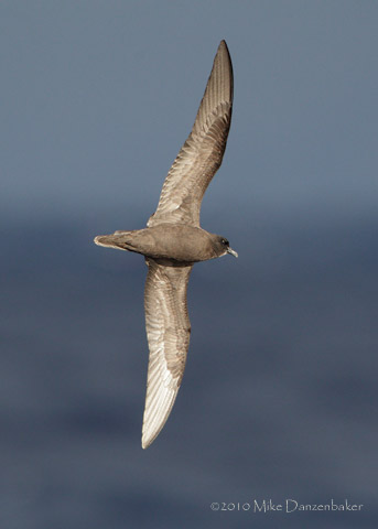 Bulwer's Petrel (Bulweria bulweria) photo