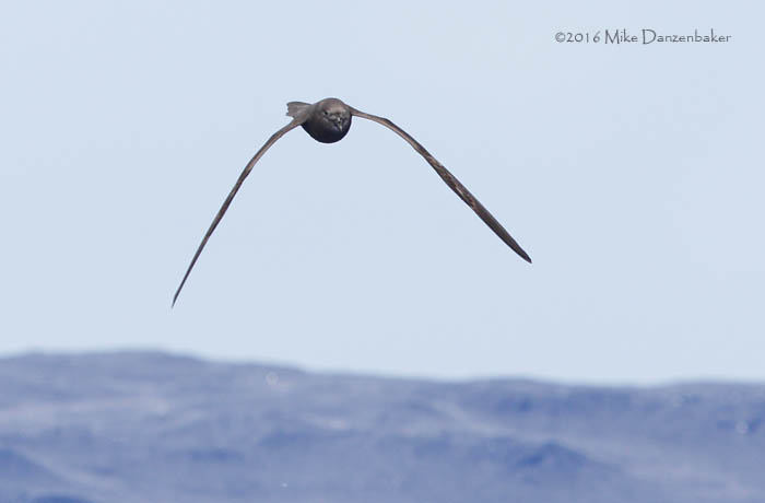 Bulwer's Petrel (Bulweria bulwerii) photo