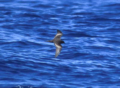 Bulwer's Petrel (Bulweria bulweria) photo
