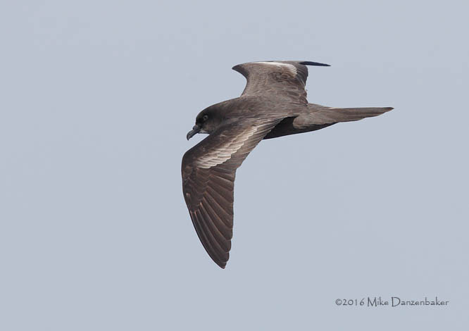 Bulwer's Petrel (Bulweria bulwerii) photo