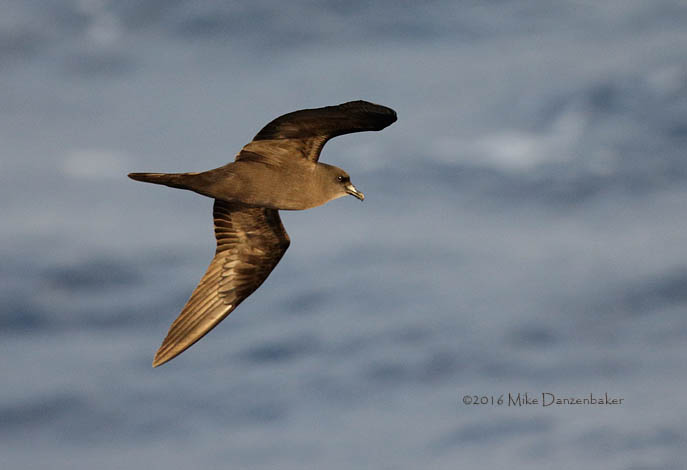 Bulwer's Petrel (Bulweria bulwerii) photo