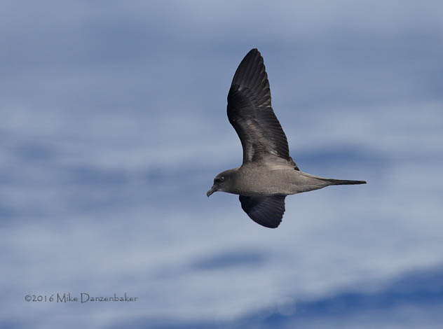 Bulwer's Petrel (Bulweria bulwerii) photo