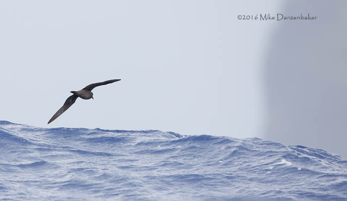 Bulwer's Petrel (Bulweria bulwerii) photo
