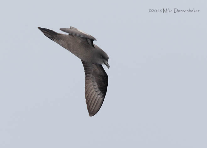 Bulwer's Petrel (Bulweria bulwerii) photo