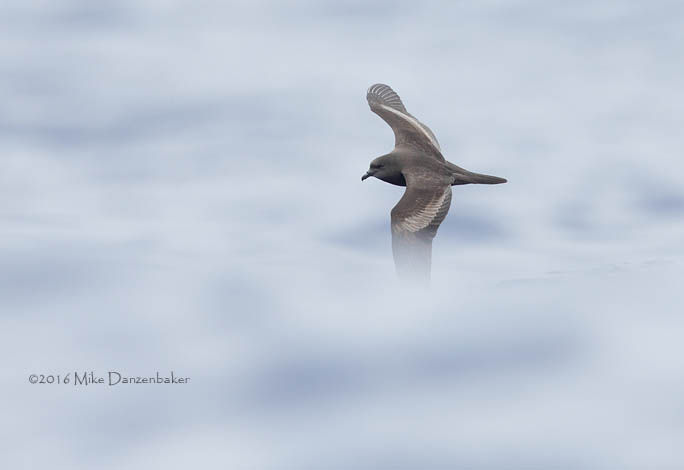 Bulwer's Petrel (Bulweria bulwerii) photo