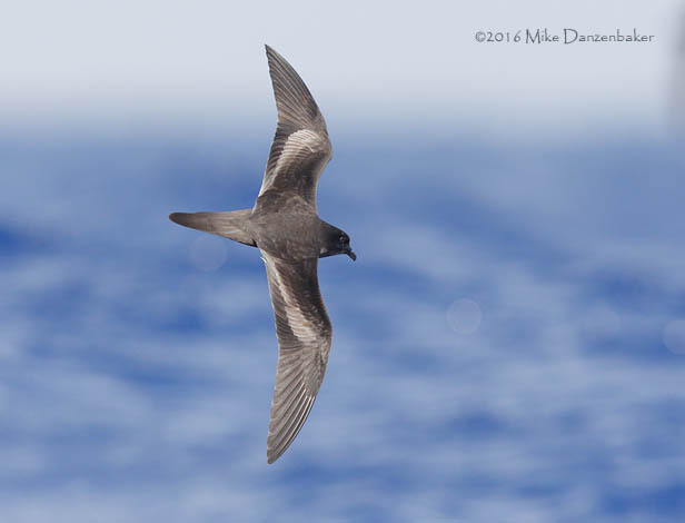 Bulwer's Petrel (Bulweria bulwerii) photo