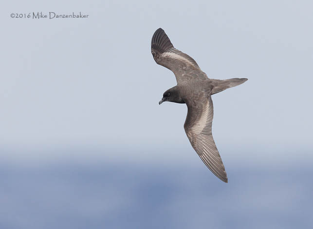 Bulwer's Petrel (Bulweria bulwerii) photo