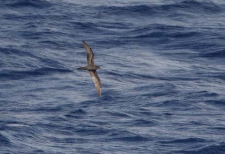 Bulwer's Petrel (Bulweria bulweria) photo