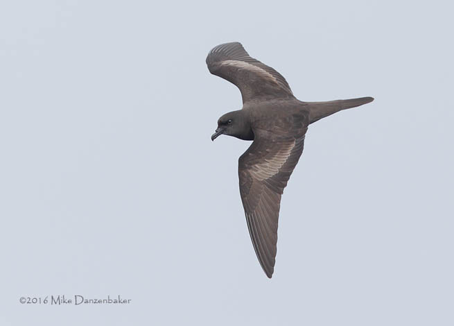 Bulwer's Petrel (Bulweria bulwerii) photo
