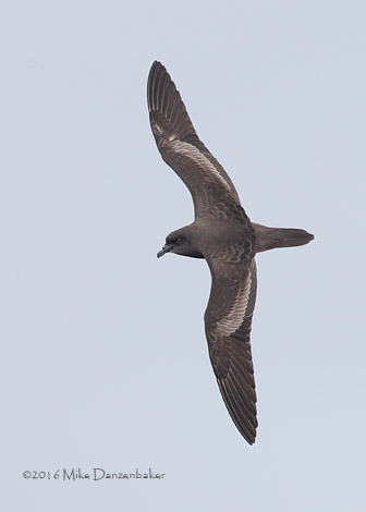 Bulwer's Petrel (Bulweria bulwerii) photo