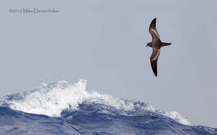 Bulwer's Petrel (Bulweria bulwerii) photo