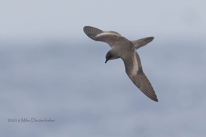 Bulwer's Petrel (Bulweria bulwerii) photo