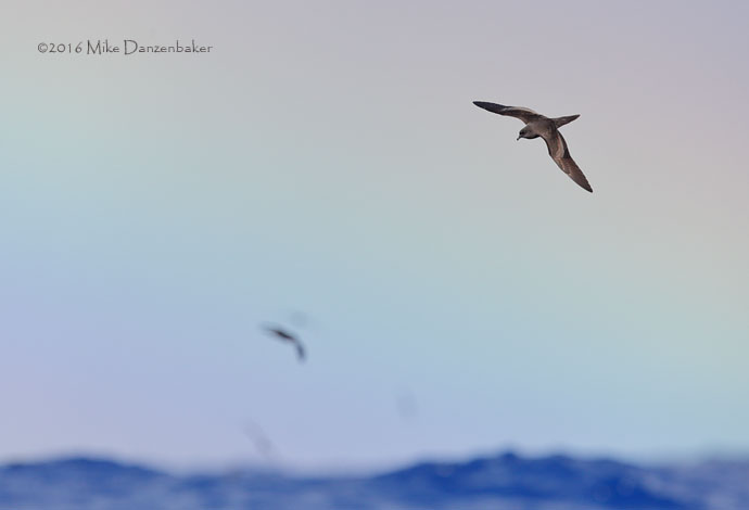 Bulwer's Petrel (Bulweria bulwerii) photo