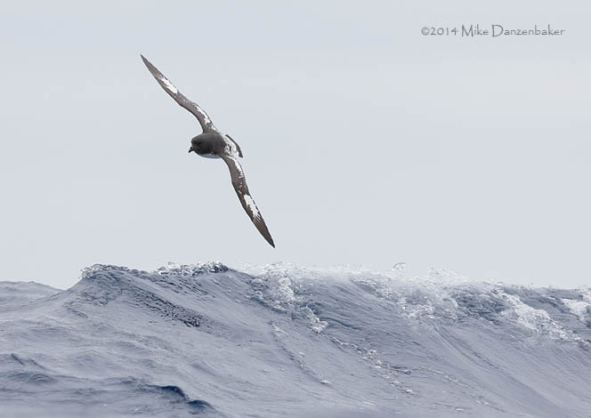 Cape Petrel (Daption capense) photo