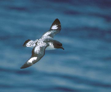Cape Petrel (Daption capense) photo image