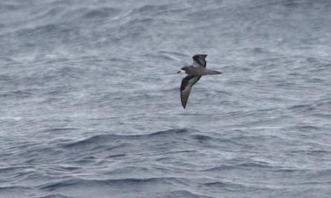 Collared Petrel (Pterodroma brevipes) photo