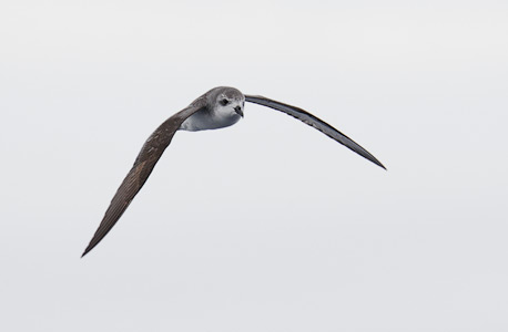 Cook's Petrel (Pterodroma cookii) photo