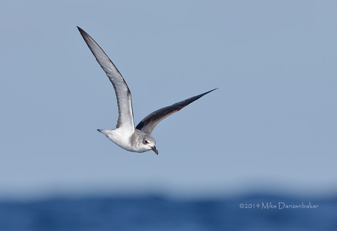De Filippi's Petrel (Pterodroma defilippiana) photo
