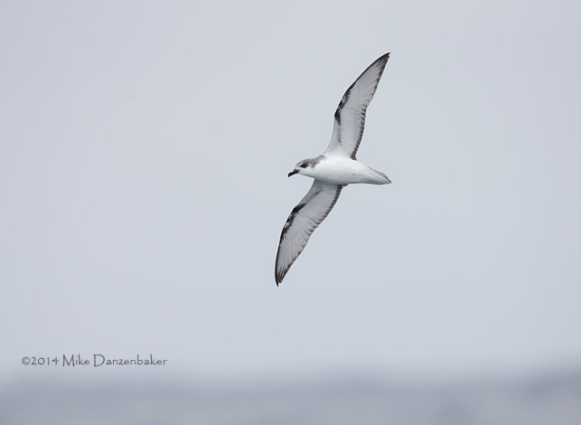 De Filippi's Petrel (Pterodroma defilippiana) photo