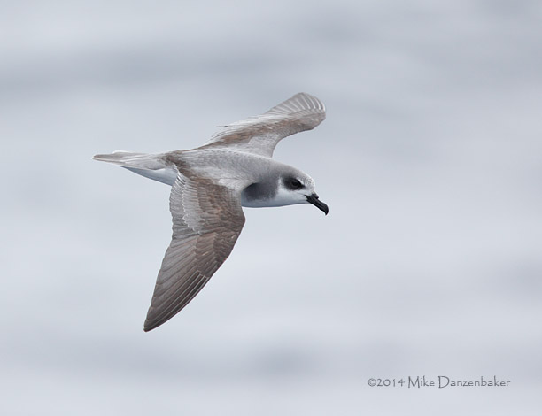 De Filippi's Petrel (Pterodroma defilippiana) photo