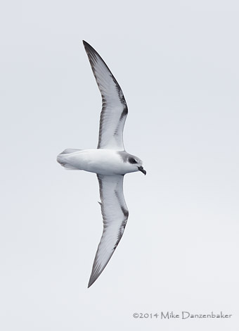 De Filippi's Petrel (Pterodroma defilippiana) photo