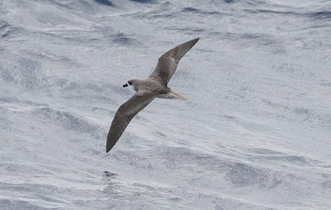 Fea's Petrel (Pterodroma feae) photo