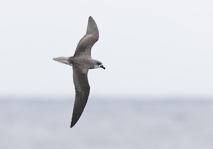 Fea's Petrel (Pterodroma feae) photo