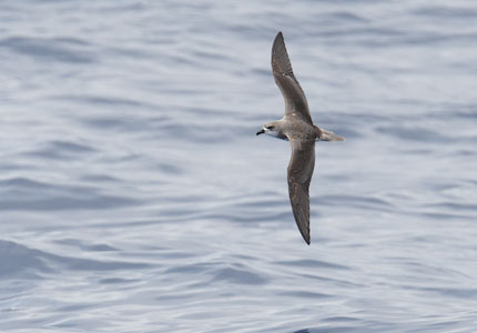 Fea's Petrel (Pterodroma feae) photo