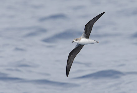 Fea's Petrel (Pterodroma feae) photo