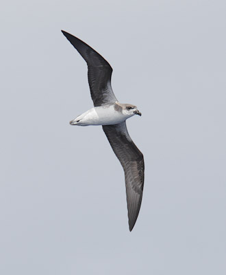 Fea's Petrel (Pterodroma feae) photo