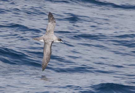 Gray Petrel (Procellaria cinerea) photo