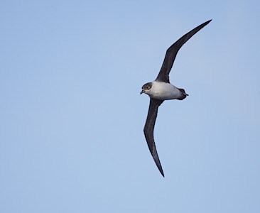 Gray Petrel (Procellaria cinerea) photo