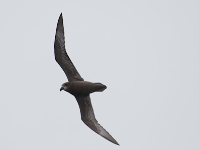 Grey-faced Petrel (Pterodroma [macroptera] gouldi) photo