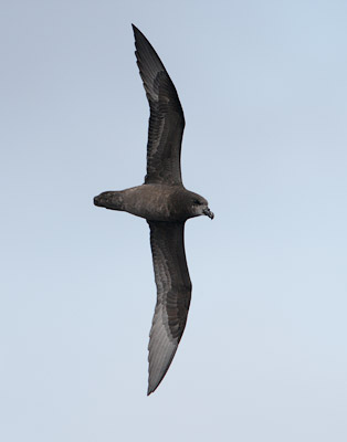 Grey-faced Petrel (Pterodroma [macroptera] gouldi) photo