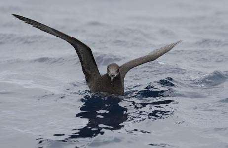 Grey-faced Petrel (Pterodroma [macroptera] gouldi) photo