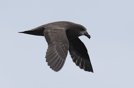 Grey-faced Petrel (Pterodroma [macroptera] gouldi) photo