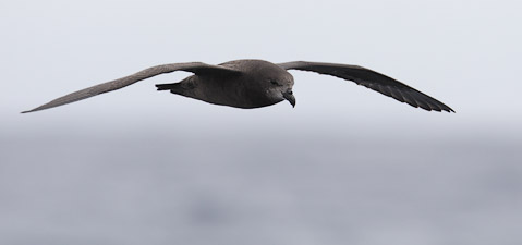 Grey-faced Petrel (Pterodroma [macroptera] gouldi) photo