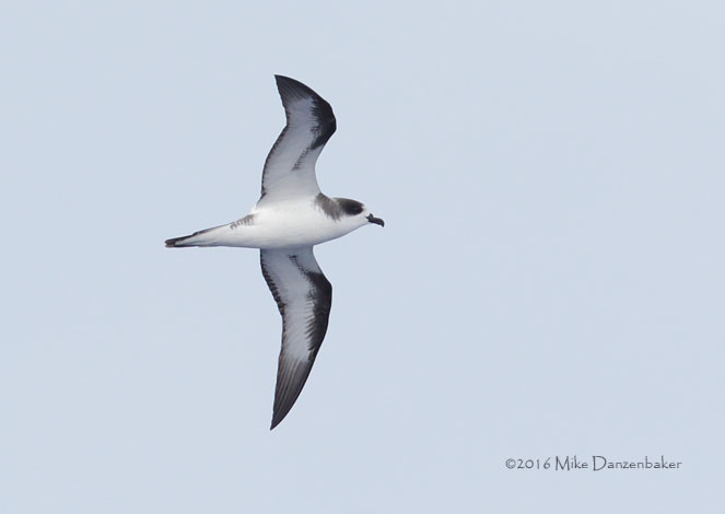 Hawaiian Petrel (Pterodroma sandwichensis) photo
