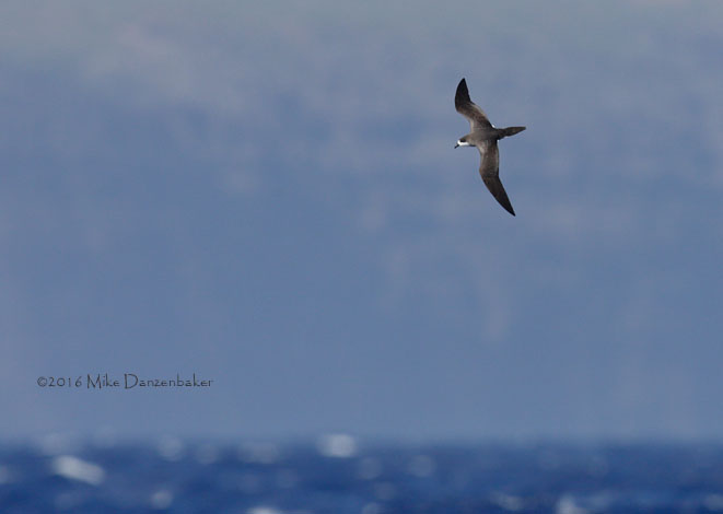 Hawaiian Petrel (Pterodroma sandwichensis) photo