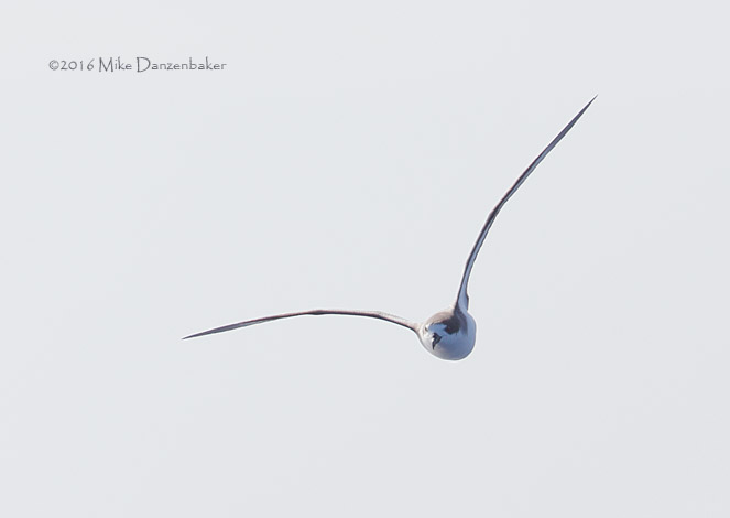 Hawaiian Petrel (Pterodroma sandwichensis) photo