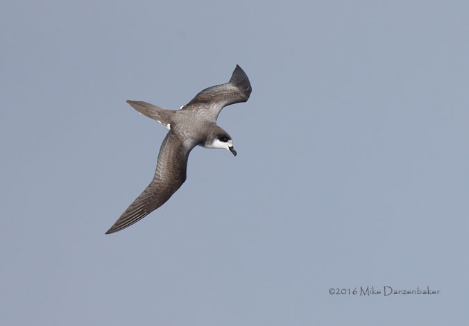 Hawaiian Petrel (Pterodroma sandwichensis) photo